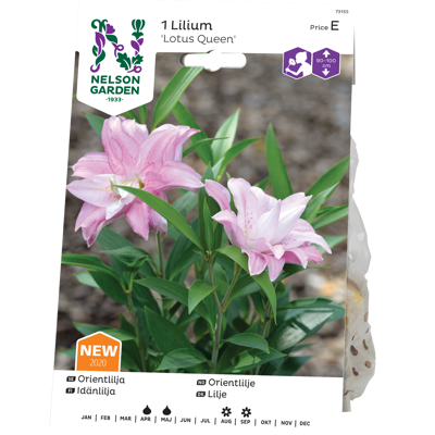 Vårløk orientlilje Lotus Queen