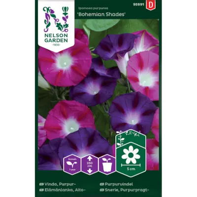 Frø purpurvindel Bohemian Shades