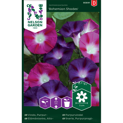 Frø purpurvindel Bohemian Shades