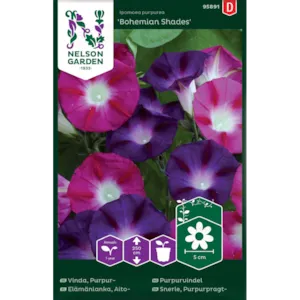 Frø purpurvindel Bohemian Shades
