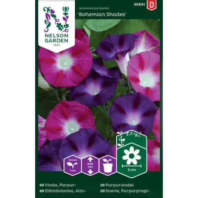 Frø purpurvindel Bohemian Shades, bilde 2