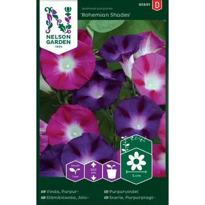 Frø purpurvindel Bohemian Shades, bilde 2