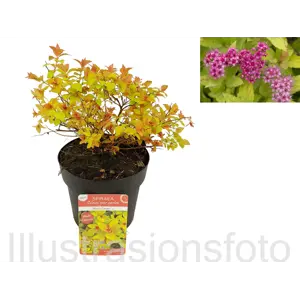 Praktspirea Magic Carpet