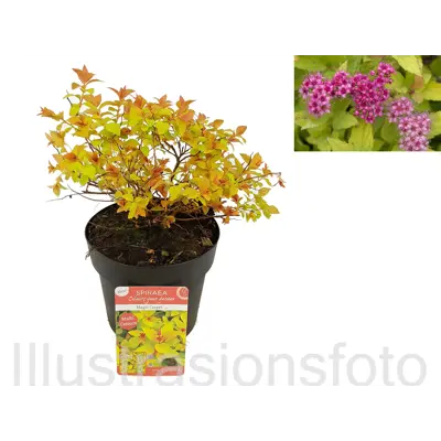 Praktspirea Magic Carpet