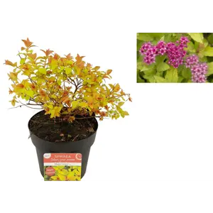 Praktspirea Magic Carpet