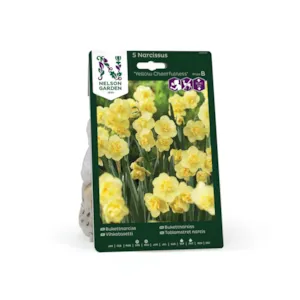 Høstløk narsiss Yellow Cheerfulness