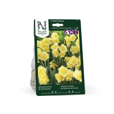 Høstløk narsiss Yellow Cheerfulness