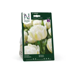 Høstløk tulipan Mount Tacoma