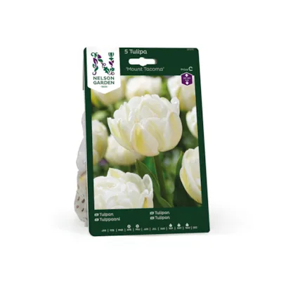 Høstløk tulipan Mount Tacoma