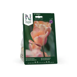 Høstløk tulipan Apricot Foxx