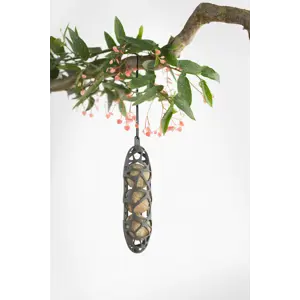 Fuglemater til meiseboller