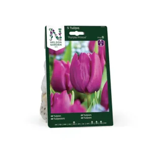 Høstløk tulipan Purple Prince