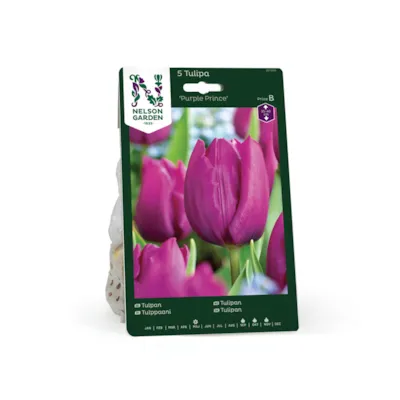 Høstløk tulipan Purple Prince