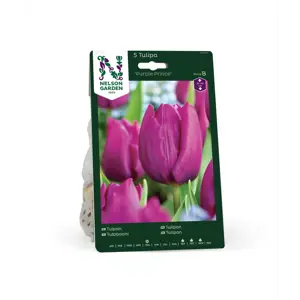 Høstløk tulipan Purple Prince