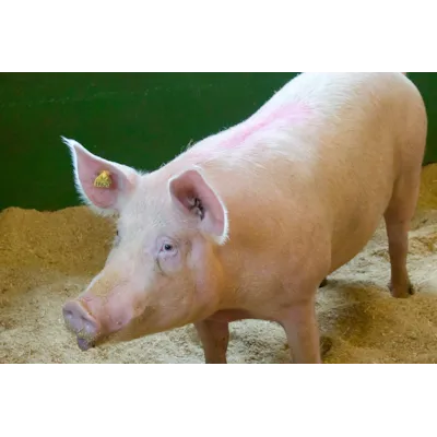 Miljøkomplett Purke