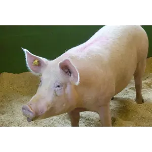 Miljøkomplett Purke