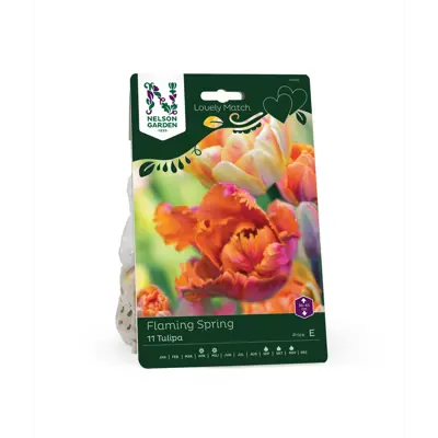 Høstløk tulipan Flaming Spring