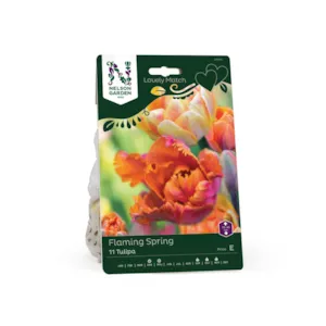 Høstløk tulipan Flaming Spring