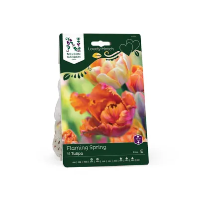 Høstløk tulipan Flaming Spring