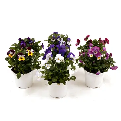 Stemor Viola Hybrid