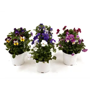 Stemor Viola Hybrid
