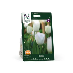 Høstløk tulipan hvit